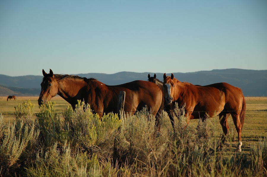 Sierra Valley Horses